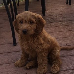 Meet your Posher, Kyle